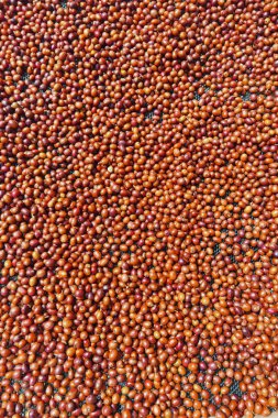 Taze kahve çekirdeği güneşte kuruyor.