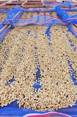 Güneşte kuruyan kahve çekirdeklerini kapat.          