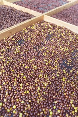 Kahve çekirdekleri güneşte kuruyor.  