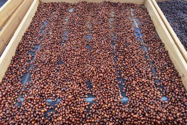 Kahve çekirdekleri güneşte kuruyor.  