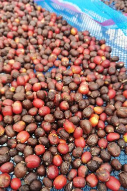 Arka plan için taze kahve çekirdeklerini kapatın.                 