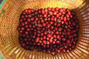 Sepette taze kahve çekirdeği.