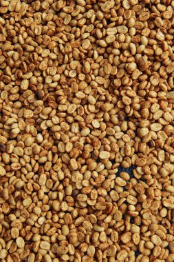 Güneşte kuruyan kahve çekirdeklerini kapat.          