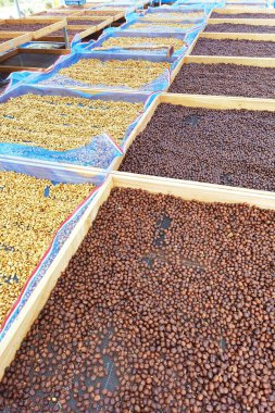 Kahve çekirdekleri güneşte kuruyor.  