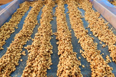 Güneşte kuruyan kahve çekirdeklerini kapat.          