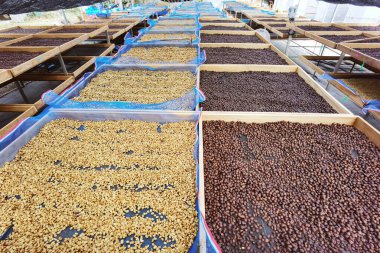 Kahve çekirdekleri güneşte kuruyor.  