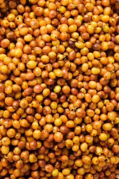 Arka plan için taze kahve çekirdeklerini kapatın.                 