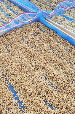 Güneşte kuruyan kahve çekirdeklerini kapat.          