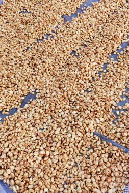 Güneşte kuruyan kahve çekirdeklerini kapat.          