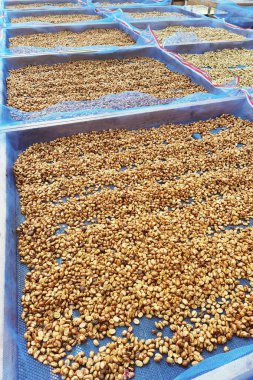 Güneşte kuruyan kahve çekirdeklerini kapat.          