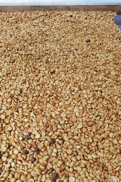 Güneşte kuruyan kahve çekirdeklerini kapat.          