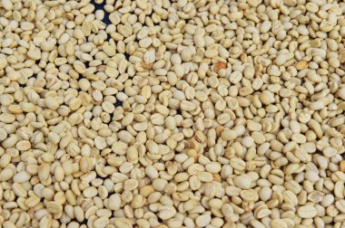 Güneşte kuruyan kahve çekirdeklerini kapat.          