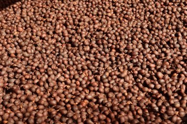 Kahve çekirdekleri güneşte kuruyor.  