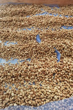 Güneşte kuruyan kahve çekirdeklerini kapat.          