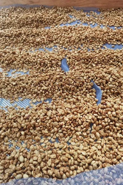 Güneşte kuruyan kahve çekirdeklerini kapat.          