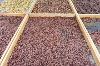 Kahve çekirdekleri güneşte kuruyor.  