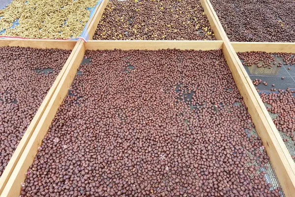 Kahve çekirdekleri güneşte kuruyor.  