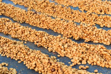 Güneşte kuruyan kahve çekirdeklerini kapat.          