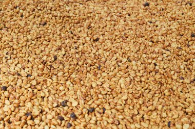 Güneşte kuruyan kahve çekirdeklerini kapat.          