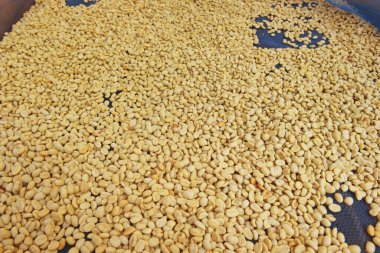 Güneşte kuruyan kahve çekirdeklerini kapat.          