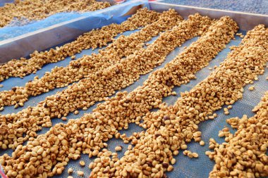 Güneşte kuruyan kahve çekirdeklerini kapat.          