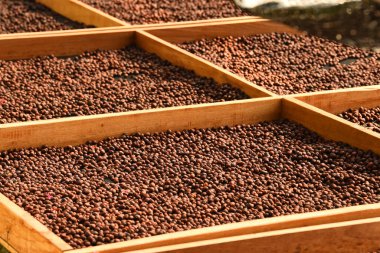 Kahve çekirdekleri güneşte kuruyor.  