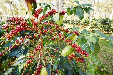 Ağaçta olgunlaşan kahve çekirdekleri        
