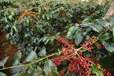 Ağaçta olgunlaşan kahve çekirdekleri        