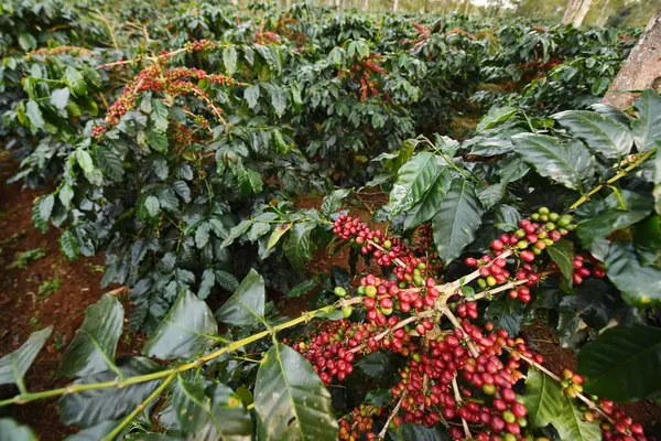 Ağaçta olgunlaşan kahve çekirdekleri        