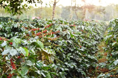 Ağaçta olgunlaşan kahve çekirdekleri        