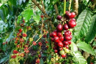Ağaçta olgunlaşan kahve çekirdekleri                                       
