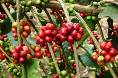  Ağaçta olgunlaşan kahve çekirdekleri                                                                                                    