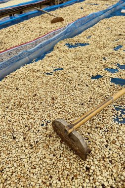 Güneşte kuruyan kahve çekirdeklerini kapat.          