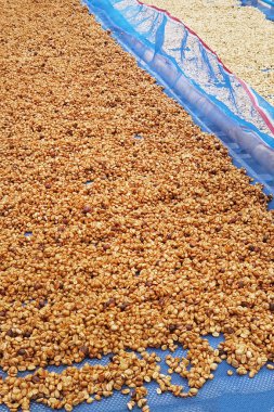 Güneşte kuruyan kahve çekirdeklerini kapat.          