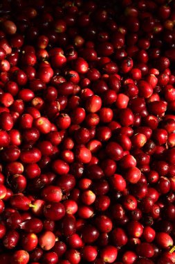 Arka plan için taze kahve çekirdeklerini kapatın.                 