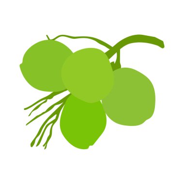 coconut fruit icon vector illustration design