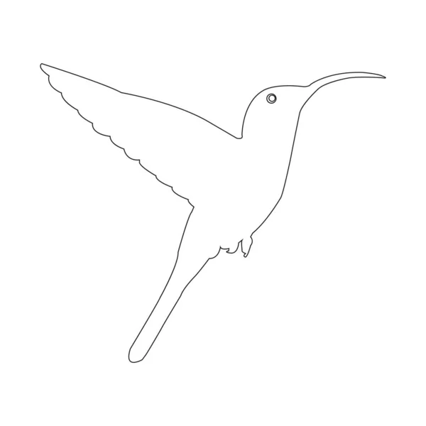 Kolibri Ikon Vektor Illustration Design — Stock vektor