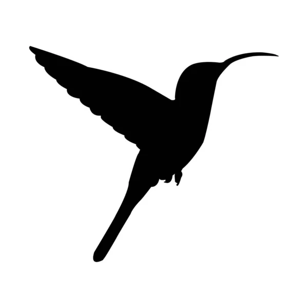 Kolibrie Pictogram Vector Illustratie Ontwerp — Stockvector