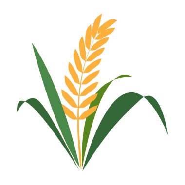 Beyaz arka planda yalıtılmış çeltik pilavı kulağı. Simge vektör illüstrasyonu.