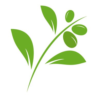 zeytin logosu vektör tasarımı