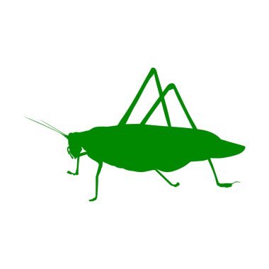 Katydid çekirge simgesi çizimi