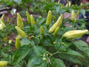 Soluk Yeşil Biberli Yeşili Bitkisi