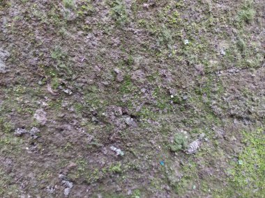 R 'de büyüyen Lichen ve Küçük Bitkilerle Yosun Beton Doku