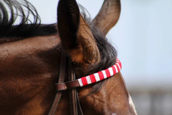 Extreme close up of horse ears and red and white wrapped race horse bridal