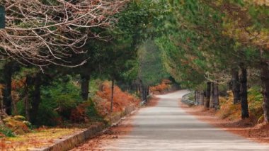 Sonbahar mevsiminde Aspromonte Ulusal Parkı 'nda turuncu yapraklarla