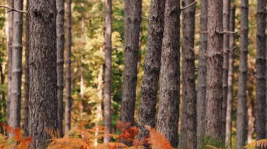 Sonbahar mevsiminde Aspromonte Ulusal Parkı 'nda turuncu yapraklarla