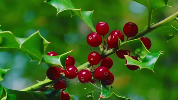 Butchers Broom Plant Red Berries Aspromonte National Park Στην Καλαβρία — Αρχείο Βίντεο