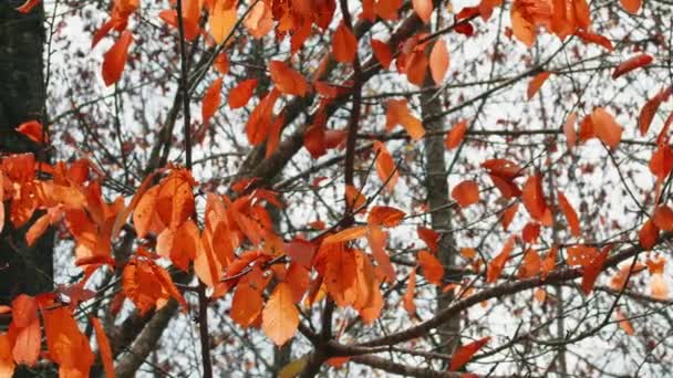 秋天山中的Aspromonte国家公园 绿叶呈橙色 — 图库视频影像