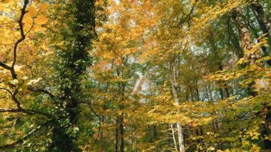 Sonbahar mevsiminde Aspromonte Ulusal Parkı 'nda turuncu yapraklarla