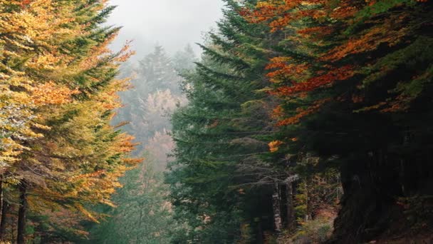 Aspromonte Nemzeti Park Hegyekben Őszi Szezonban Narancssárga Lombozattal — Stock videók